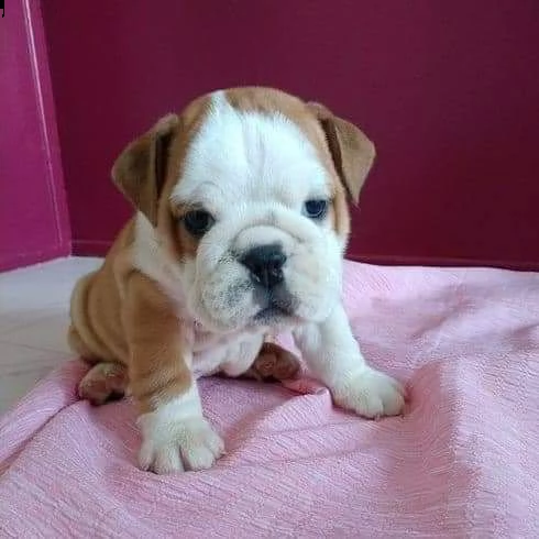 cuccioli bulldog inglese adozione