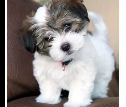 cuccioli di havanese