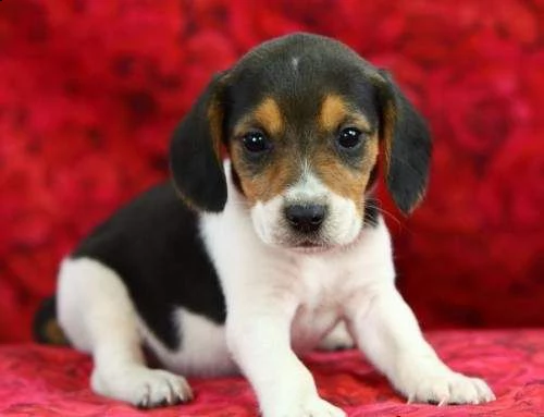 email : arwenbrades10[at]gmail[.com] adorabili cuccioli di beagle femminucce e maschietti disponibili per