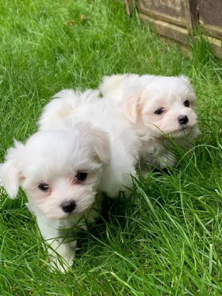 cuccioli maschio e femmina maltese con pedigree | Foto 1