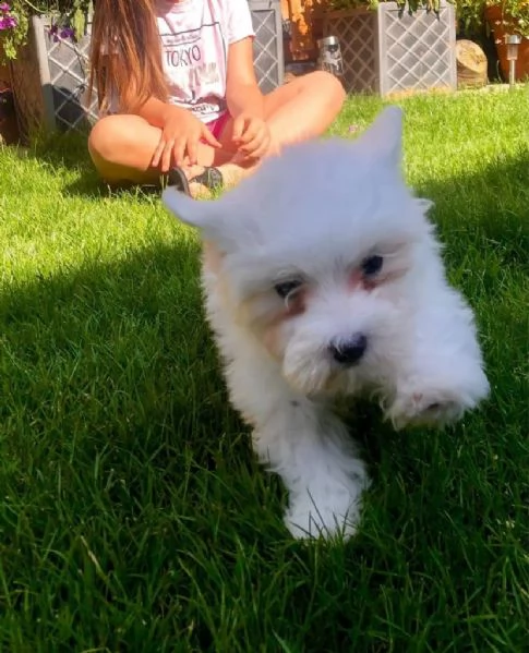 cuccioli maschio e femmina maltese con pedigree | Foto 0