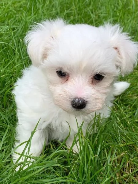 cuccioli maschio e femmina maltese con pedigree