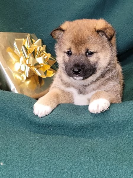 regalo cuccioli shiba inu per natale