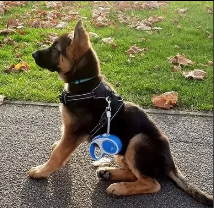 cuccioli due maschio pastore tedesco