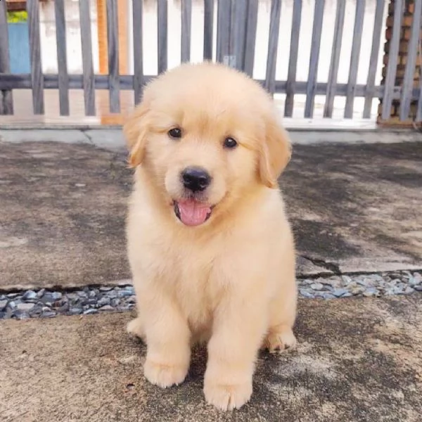 molto urgente !!! regalo golden retriever cuccioli belli e simpatici. maschio e femmina pronti per u