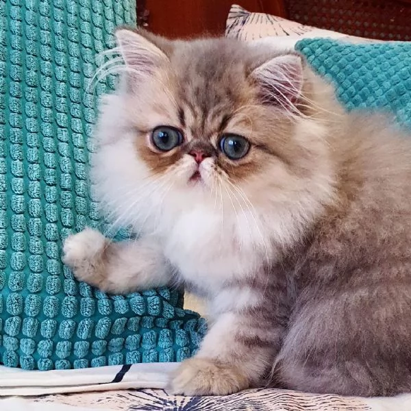 consegna regalo gattino di razza di exotic shorthair con libretto sanitario,   microchip, vaccinato 