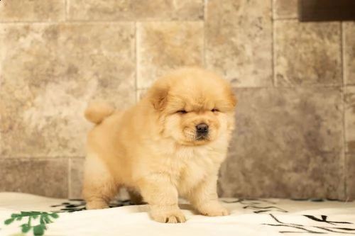 regalo cuccioli di chow chow 