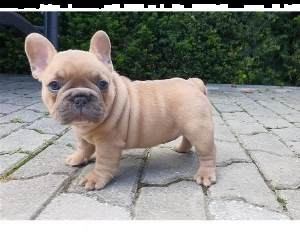 eccellente bulldog francese