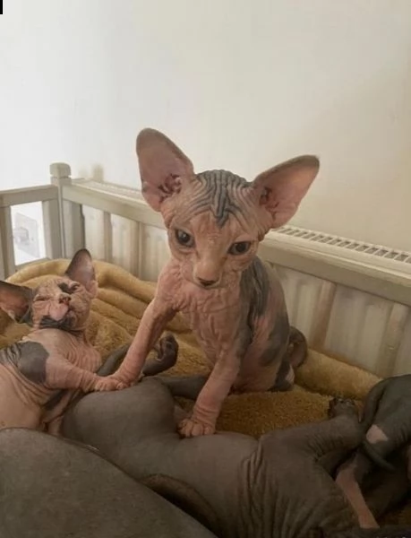 bellissimi gattini sphynx