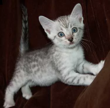  ,adorabili gattini di egyptian mau maschio e femmina da adottare, sono molto sani usati con bambini