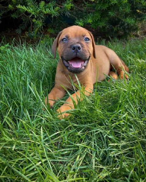 regalo cuccioli bullmastiff  adorabili cuccioli di bullmastiff femmine e maschi disponibili in adozi