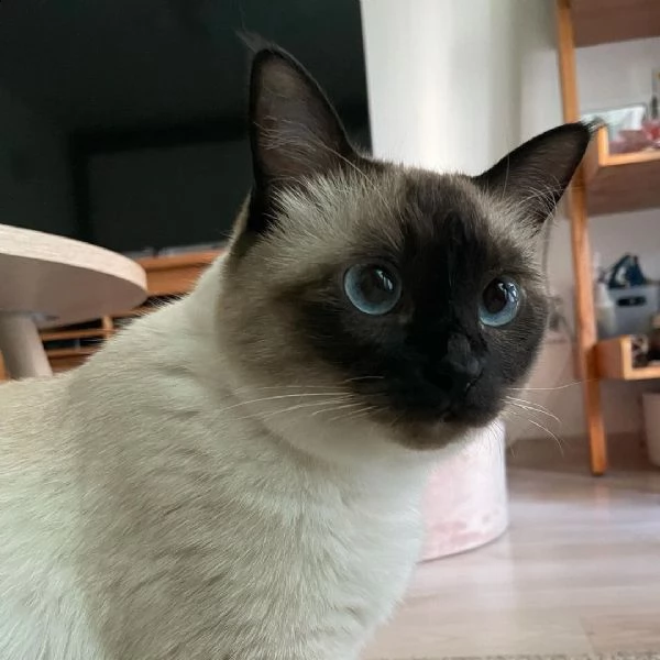 consegna gattini di siamese regalo con libretto sanitario,   microchip, vaccinato e sverminato.   i 