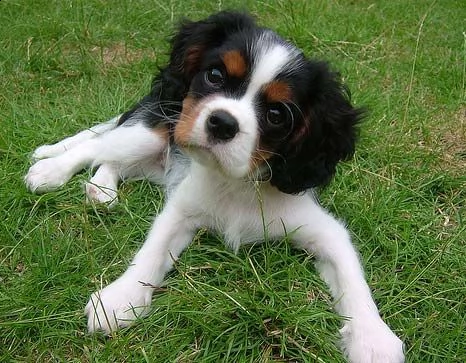   regalo cavalier king