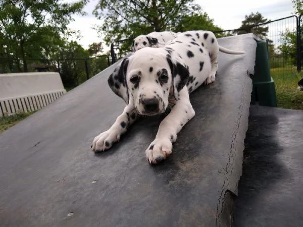 disponibili cuccioli dalmata con pedigree | Foto 5