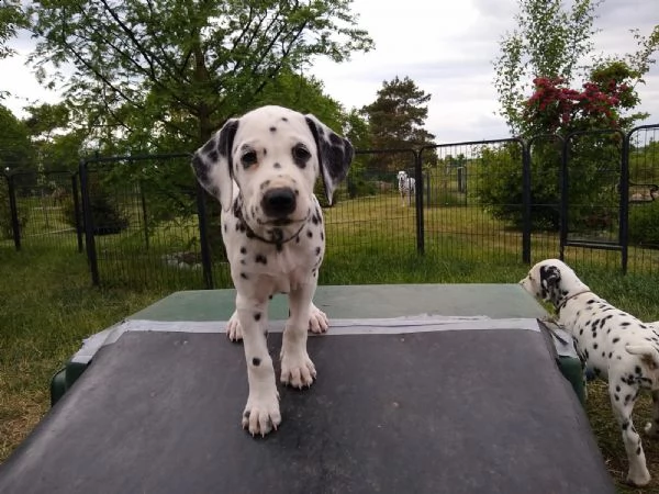 disponibili cuccioli dalmata con pedigree | Foto 4