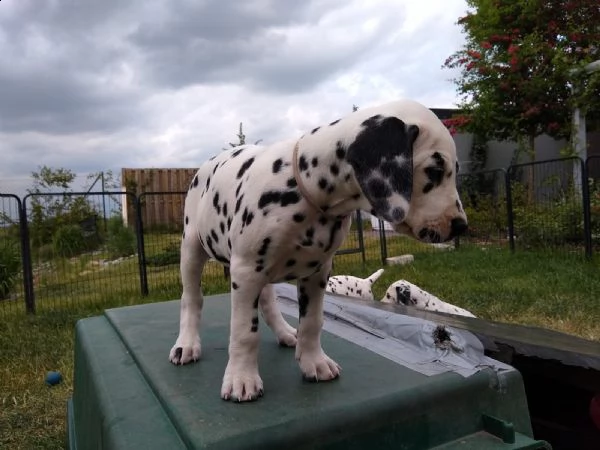 disponibili cuccioli dalmata con pedigree | Foto 3