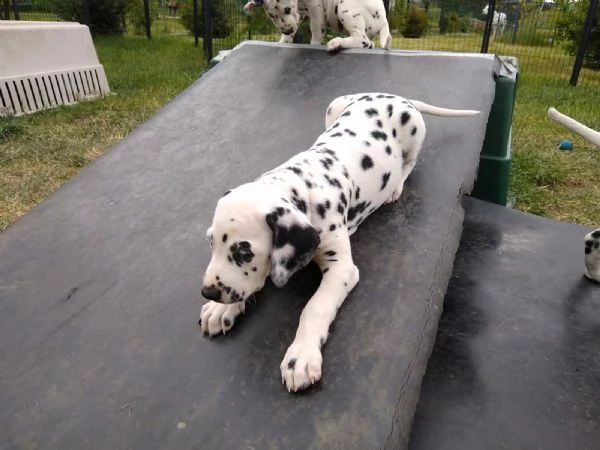 disponibili cuccioli dalmata con pedigree | Foto 2