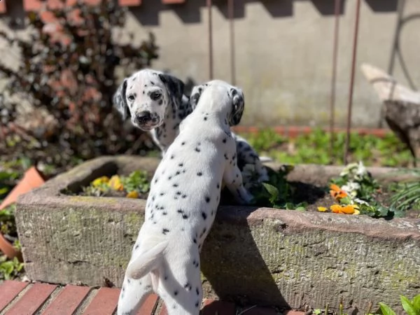 disponibili cuccioli dalmata con pedigree | Foto 1