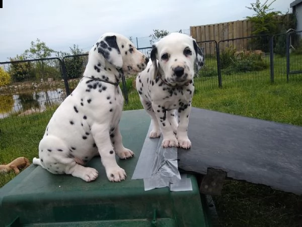 disponibili cuccioli dalmata con pedigree