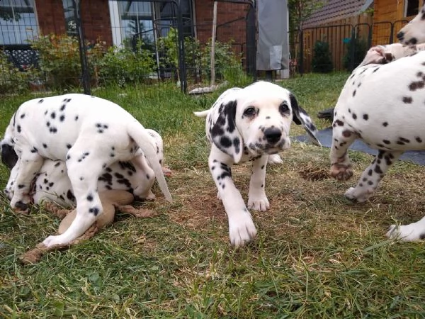 disponibili cuccioli dalmata con pedigree | Foto 0