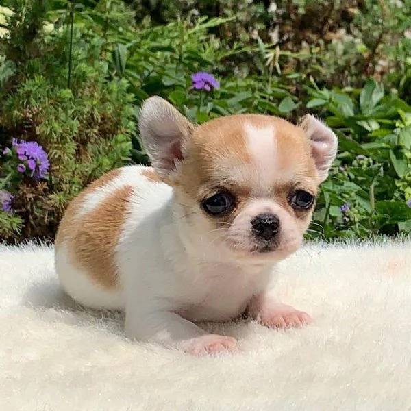 regalo cuccioli di chihuahua mini toy