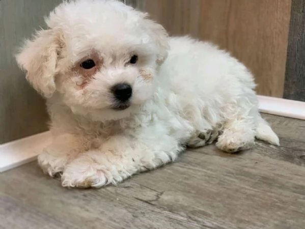 cucciolo maschio di bichon frise pronto a partire