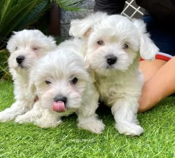 disponibili cuccioli di maltese | Foto 0