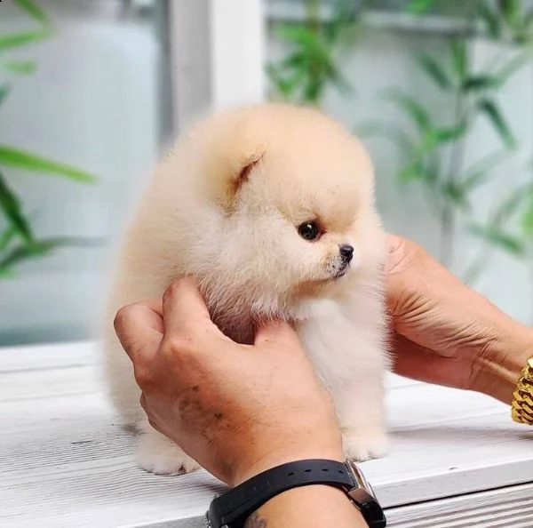 mini tazza da tè pomerania cuccioli bianchi maschi e femmine di 12 settimane di età disponibili in a