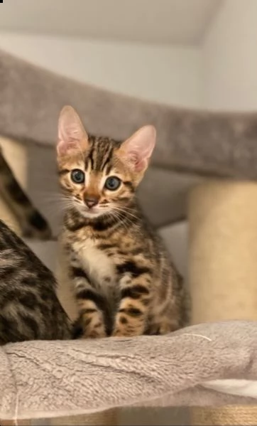 bengal cuccioli disponibili