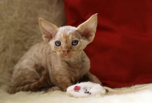 devon rex cuccioli  | Foto 0