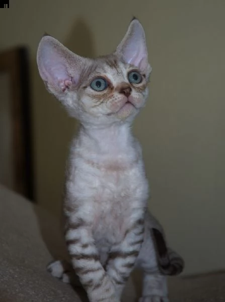 devon rex cuccioli 