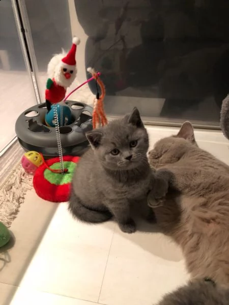 british shorthair cuccioli