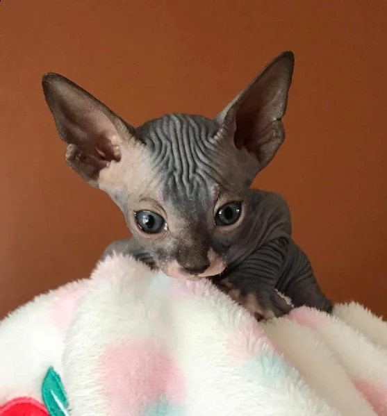 canadian sphynx