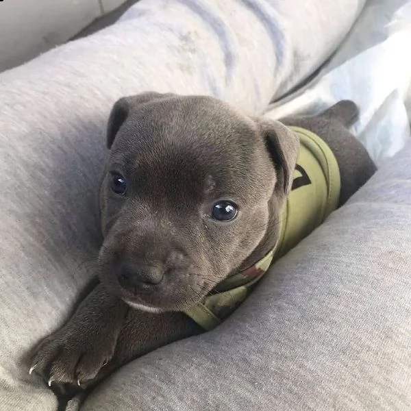 cuccioli affascinanti per l'adozione