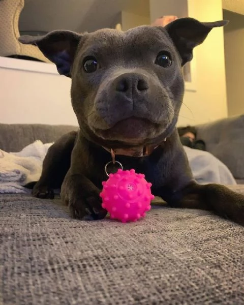 cuccioli devoti per l'adozione