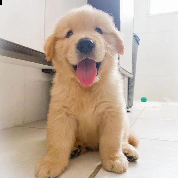 molto urgente !!! regalo golden retriever cuccioli belli e simpatici. maschio e femmina pronti per u