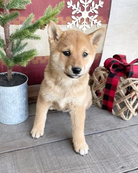 regalo cuccioli shiba inu 