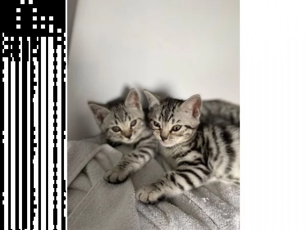 bengal kittens available