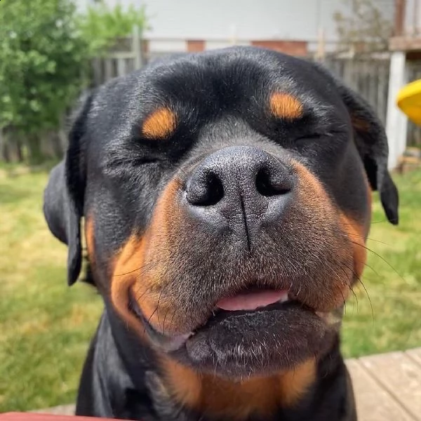 regalo cuccioli di tipo rottweiler con i capelli corti cuccioli di rottweiler, capelli corti e tutto