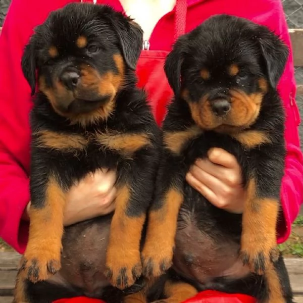 regalo cuccioli di tipo rottweiler con i capelli corti cuccioli di rottweiler, capelli corti e tutto