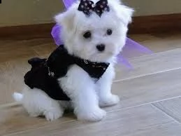 email : arwenbrades10[at]gmail[.com] offro in adozione cucciolo 2 bichon maltaise cuccioli disponibile pe