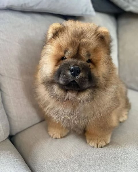 adorabili cuccioli chow chow ragazzo e ragazza disponibili in adozione gratuita, i cuccioli sono vac