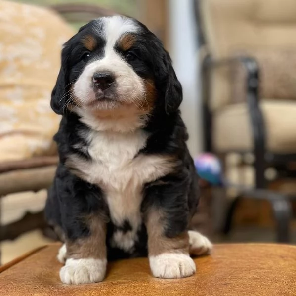 cuccioli realizzati in adozione