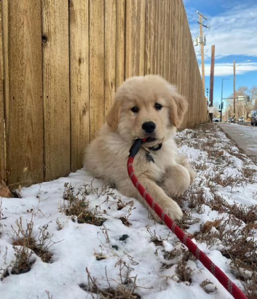 abbiamo bellissimi cuccioli di golden retriever che sono pronti per andare in case amorevoli con un 