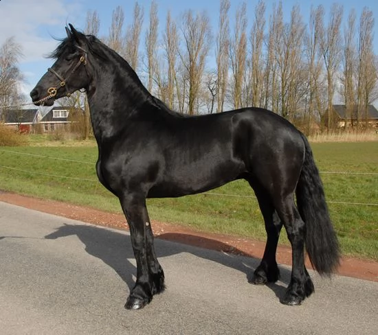 cavallo frisone questa giumenta sana, sensibile, divertente e genuino è alla ricerca di un nuovo fan