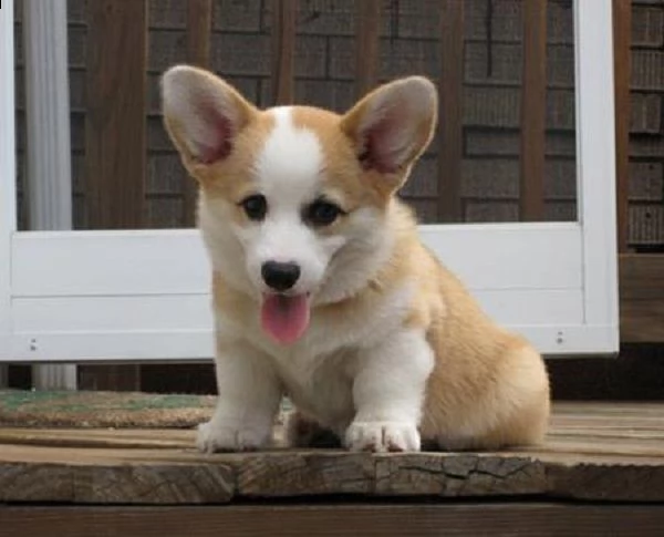 email : arwenbrades10[at]gmail[.com] adorali cuccioli di cardigan welsh corgi   femminucce e maschietti d