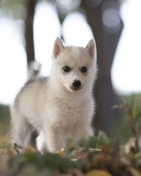 regalo cuccioli di razza siberiano husky consegna con il libretto sanitario,  il michrochip, vaccina