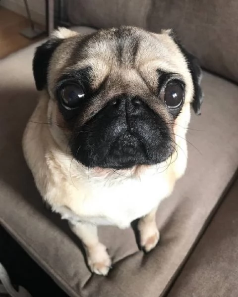 adorabili cuccioli di carlino messi in adozione, sono gabbie domestiche aggiornate sullo scatto, int