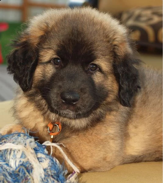 stupendi cuccioli di leonberger | Foto 1