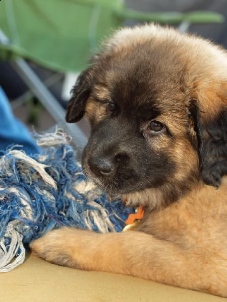 stupendi cuccioli di leonberger | Foto 0